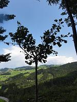  2. Juli 2011 - nach einer langen Wanderung auf die Landmark habe ich Samuels Ginkgo in schönem Sonnenlicht angetroffen
